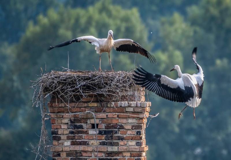 Expert Chimney Animal Removal in Western Springs, IL Professional Chimney Animal Removal Services in Western Springs, Illinois