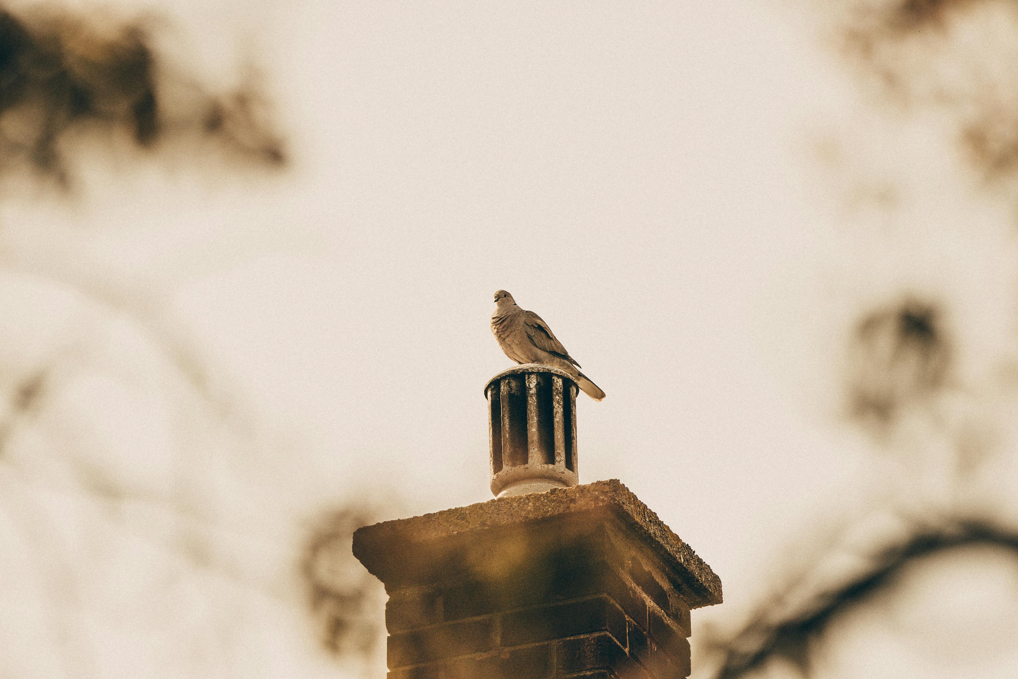 Expert Chimney Cap Installation in Western Springs, Illinois